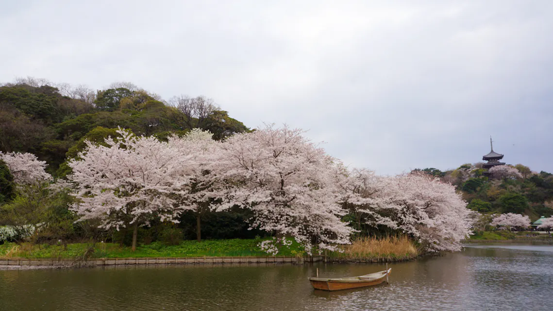 Sankeien, a traditional and typical Japanese-style garden, is one of the best places in Yokohama to enjoy sakura Sankeien, a traditional and typical Japanese-style garden, is one of the best places in Yokohama to enjoy sakura