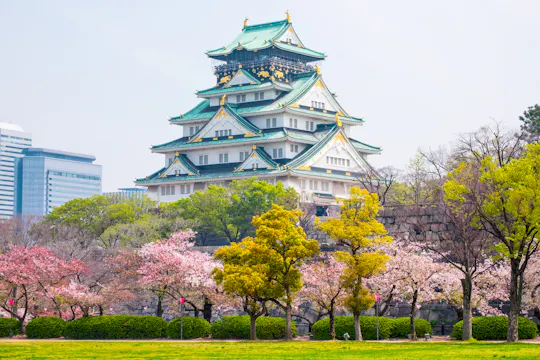 A traditional Japanese castle with green and gold roof stands among blooming cherry blossom and green trees, with modern buildings visible in the background.