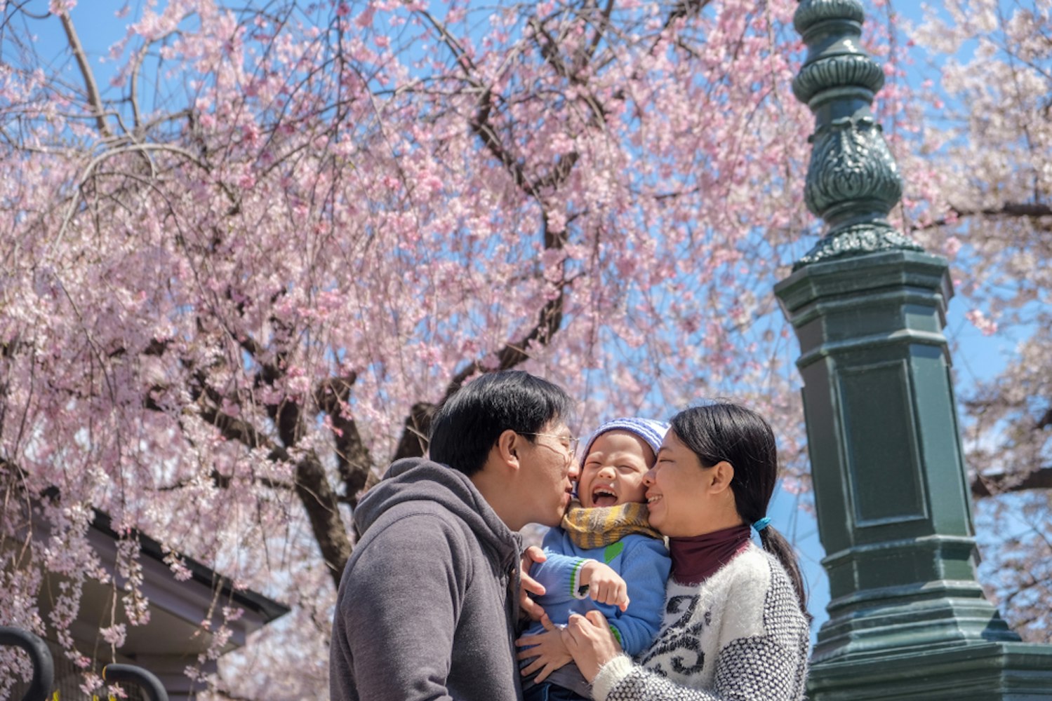 Happy family having fun in blossom spring garden sightseeing sakura or cherry blossom in Tokyo, Japan