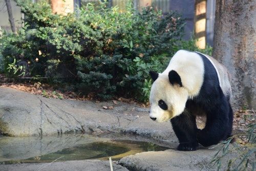 Ueno Zoo