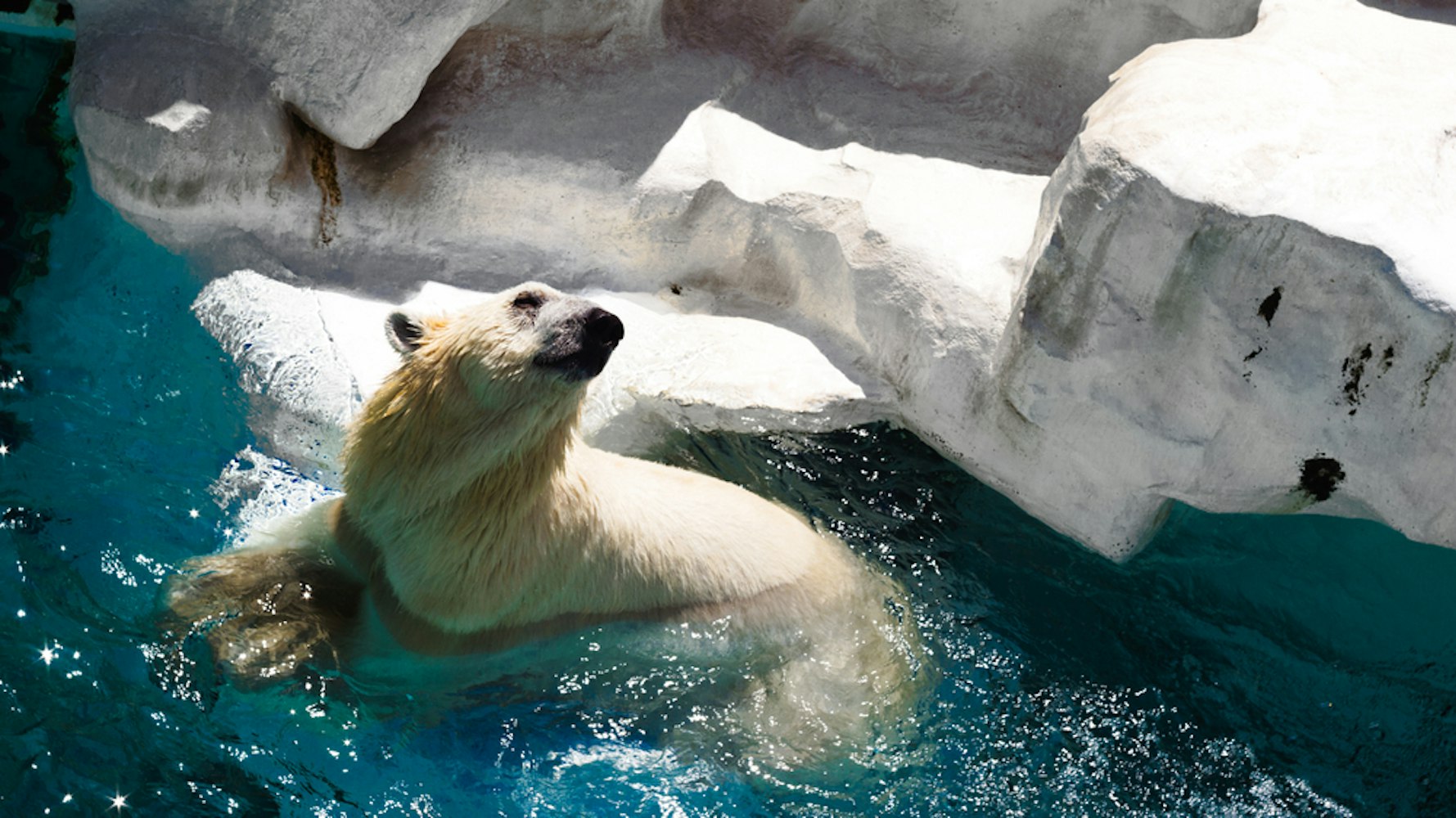 Polar bear in the Ueno Zoological Garden