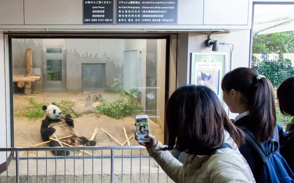 People watching a Giant panda Shin Shin (female) eating bamboo at Ueno Zoological Gardens Ueno Zoological Gardens