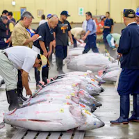 Tsukiji Market Tsukiji Market