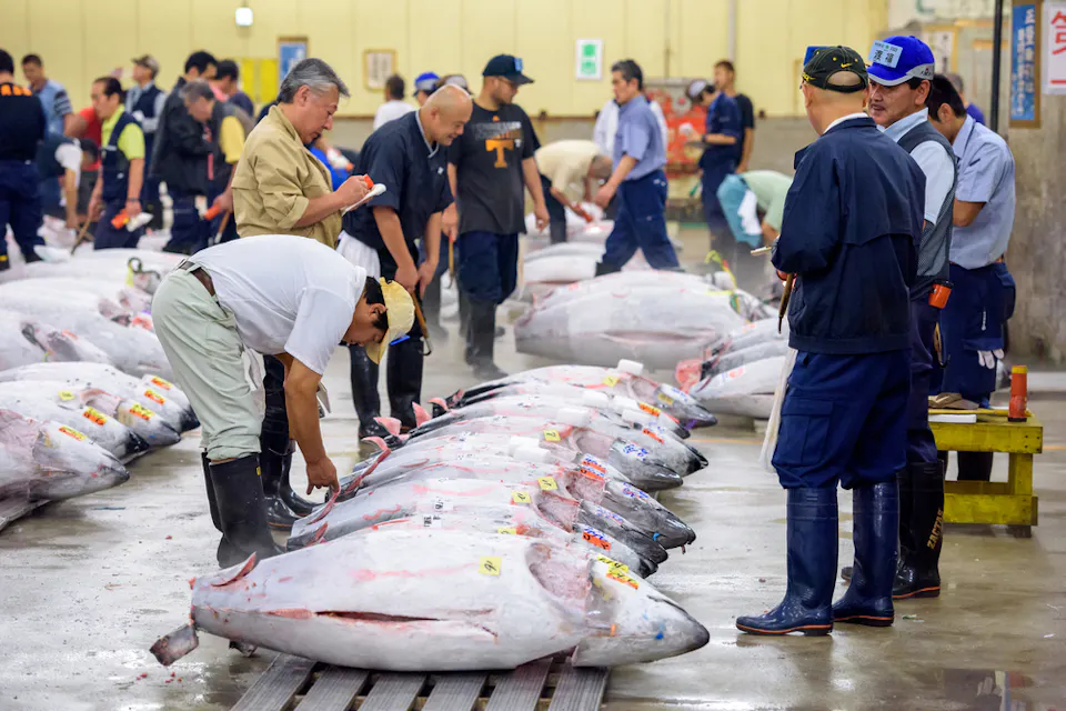 Prospective buyers inspect tuna displayed at Tsukiji Market Tuna displayed at Tsukiji Market