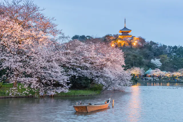 A wooden boat floats on a calm lake surrounded by cherry blossom trees in full bloom, with a traditional illuminated pagoda on a hill in the background at dusk.