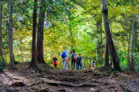 A group of people with backpacks walk along a forest trail surrounded by tall trees and sunlight filtering through green and yellow leaves. Exposed tree roots cover parts of the dirt path.
