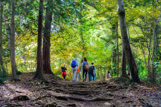 A group of people with backpacks walk along a forest trail surrounded by tall trees and sunlight filtering through green and yellow leaves. Exposed tree roots cover parts of the dirt path.