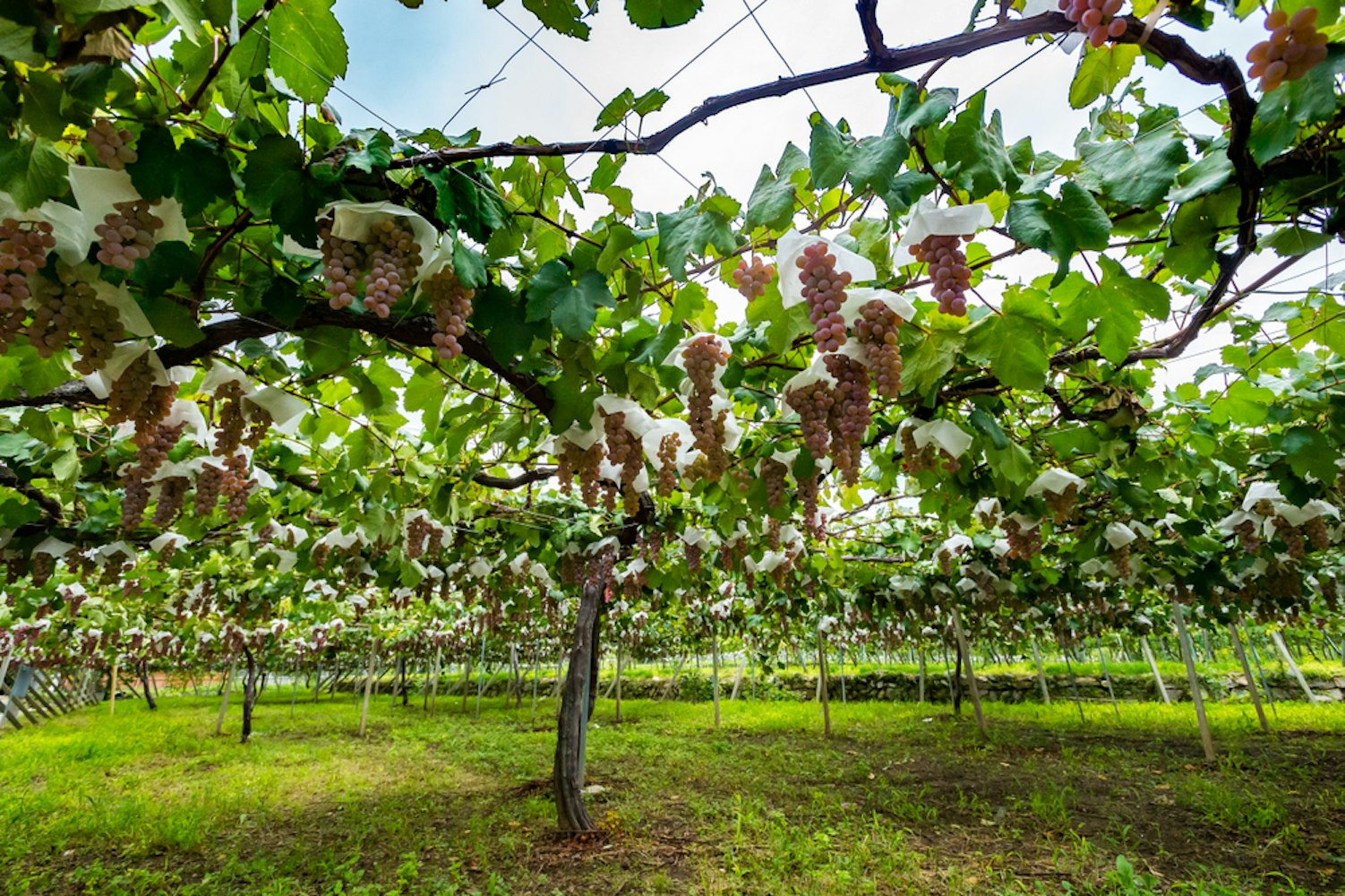 Japan's original wine grape Koshu in Yamanashi