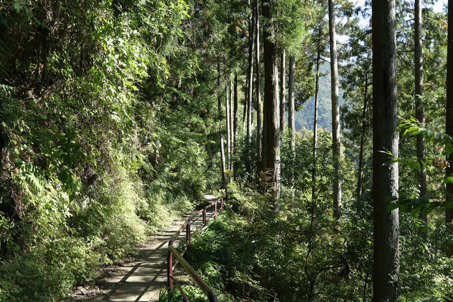 Okutama Mukashi Michi Hike