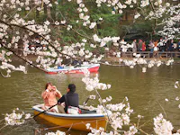 Two people in a yellow rowboat beneath blooming cherry blossom branches on a lake, with other boats and people visible in the background among trees.