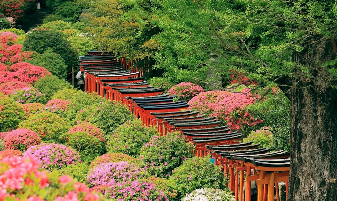 A winding path of bright red torii gates leads through lush greenery and vibrant pink azalea bushes, with a large tree on the right side. The scene exudes a tranquil, natural beauty, showcasing a striking contrast between the red gates and blooming flowers.