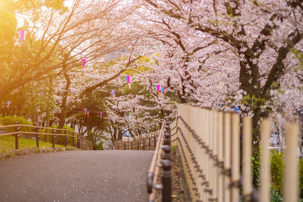 A scenic path lined with blooming cherry blossom trees on both sides. The sun sets in the background, casting a warm, golden light over the scene. Colorful paper lanterns hang from the branches, adding a festive touch to the peaceful setting.