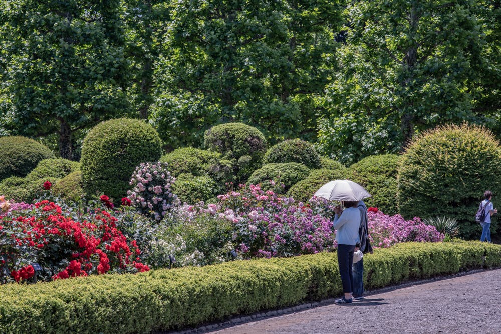 A person holding an umbrella stands near colorful flower bushes and neatly trimmed greenery in a lush, sunlit garden. Another person is visible farther away among the plants.