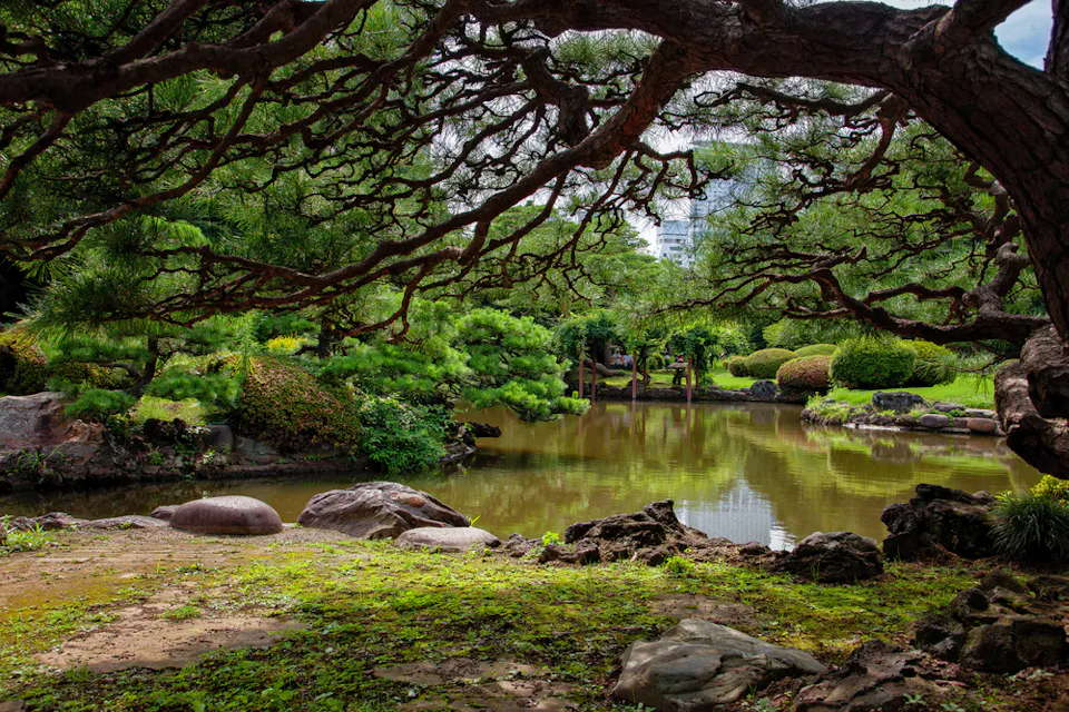 A serene Japanese garden featuring a still pond surrounded by lush greenery. An overarching tree with sprawling branches frames the scene. Pruned shrubs and rocks are carefully placed around the pond, creating a tranquil and harmonious landscape.