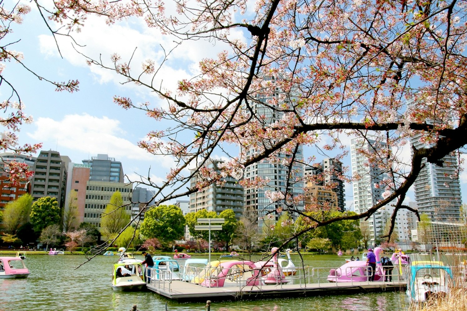 Boating on Shinobazu Pond