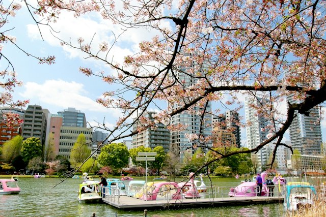 Shinobazu Pond, Taito, Tokyo - Trip To Japan