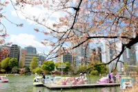 Boating on Shinobazu Pond