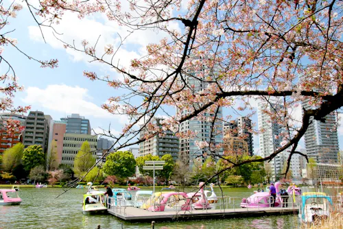 Boating on Shinobazu Pond