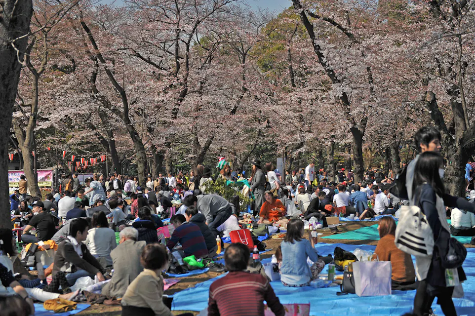 Picnicking in the Park