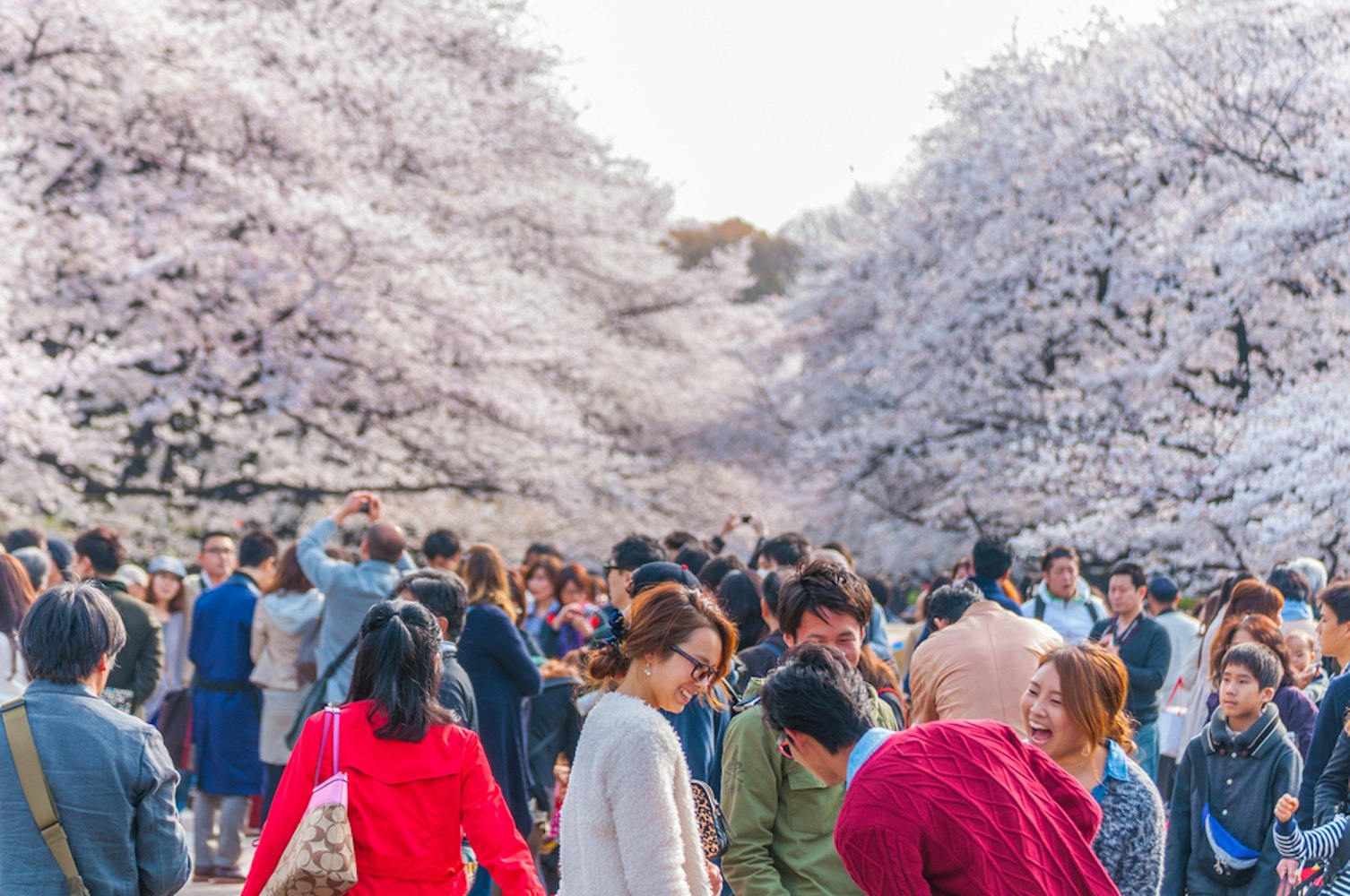 Tokyo Crowd enjoying Cherry blossoms festival in Ueno Park.