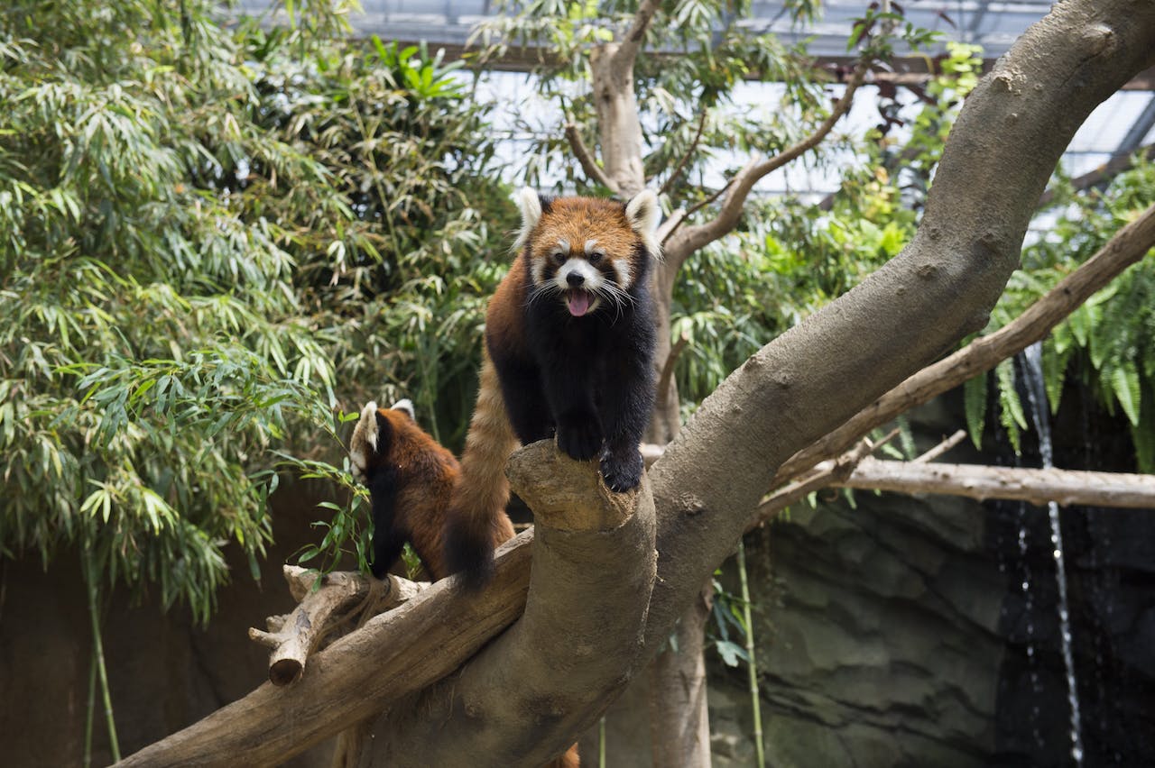 Two red pandas stand on large tree branches surrounded by lush green foliage in an indoor zoo enclosure. One red panda looks directly at the camera with its mouth open.