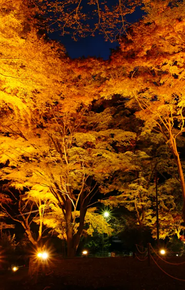 Eizan Cable Car Tall trees with yellow and orange autumn leaves are illuminated by warm ground lights at night, creating a vibrant, glowing forest scene. A few small lights and a building are visible in the background.