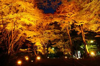 Tall trees with yellow and orange autumn leaves are illuminated by warm ground lights at night, creating a vibrant, glowing forest scene. A few small lights and a building are visible in the background.