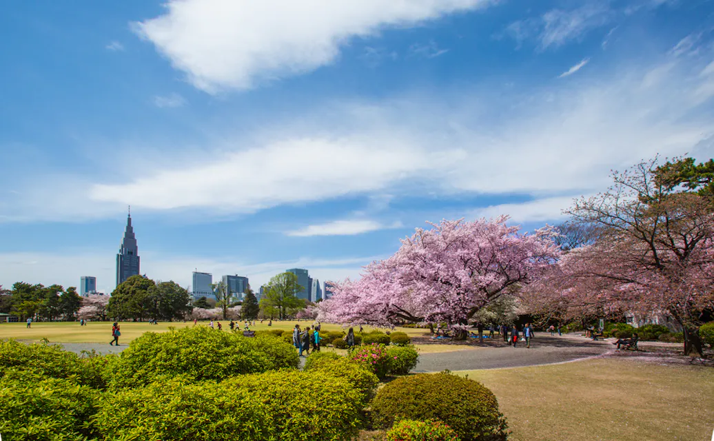 Sakura Blossom at Kitanomaru Garden