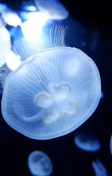 Sunshine Aquarium Sunshine Aquarium