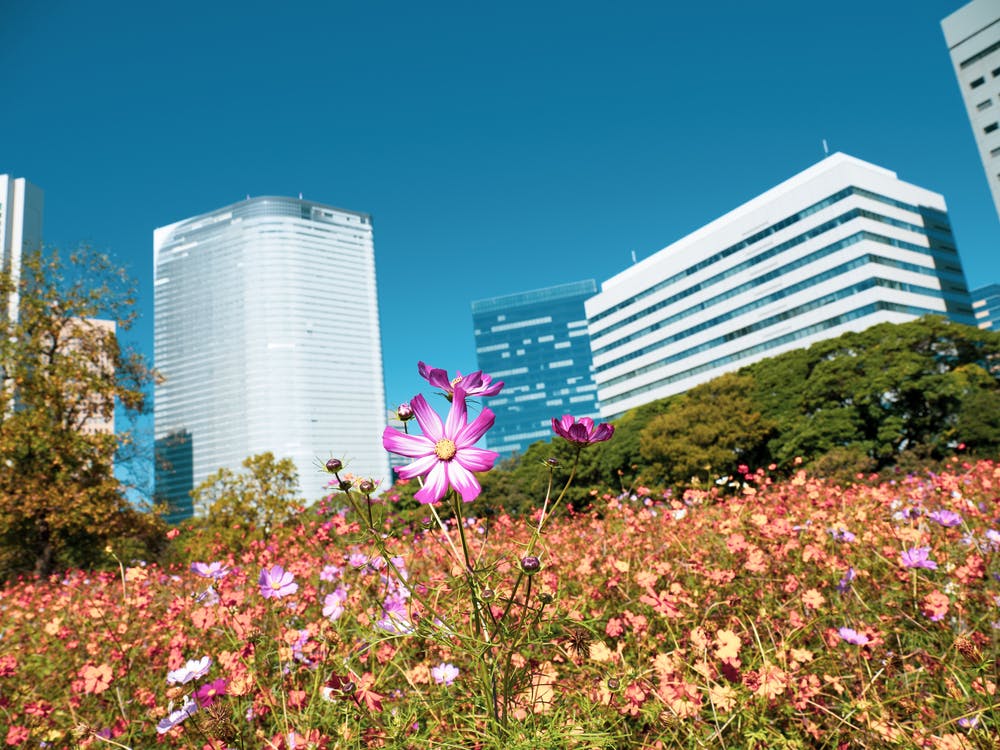 Wildflowers bloom in a colorful field in the foreground, with tall modern office buildings and a clear blue sky in the background. Trees border the field, blending nature and urban architecture.
