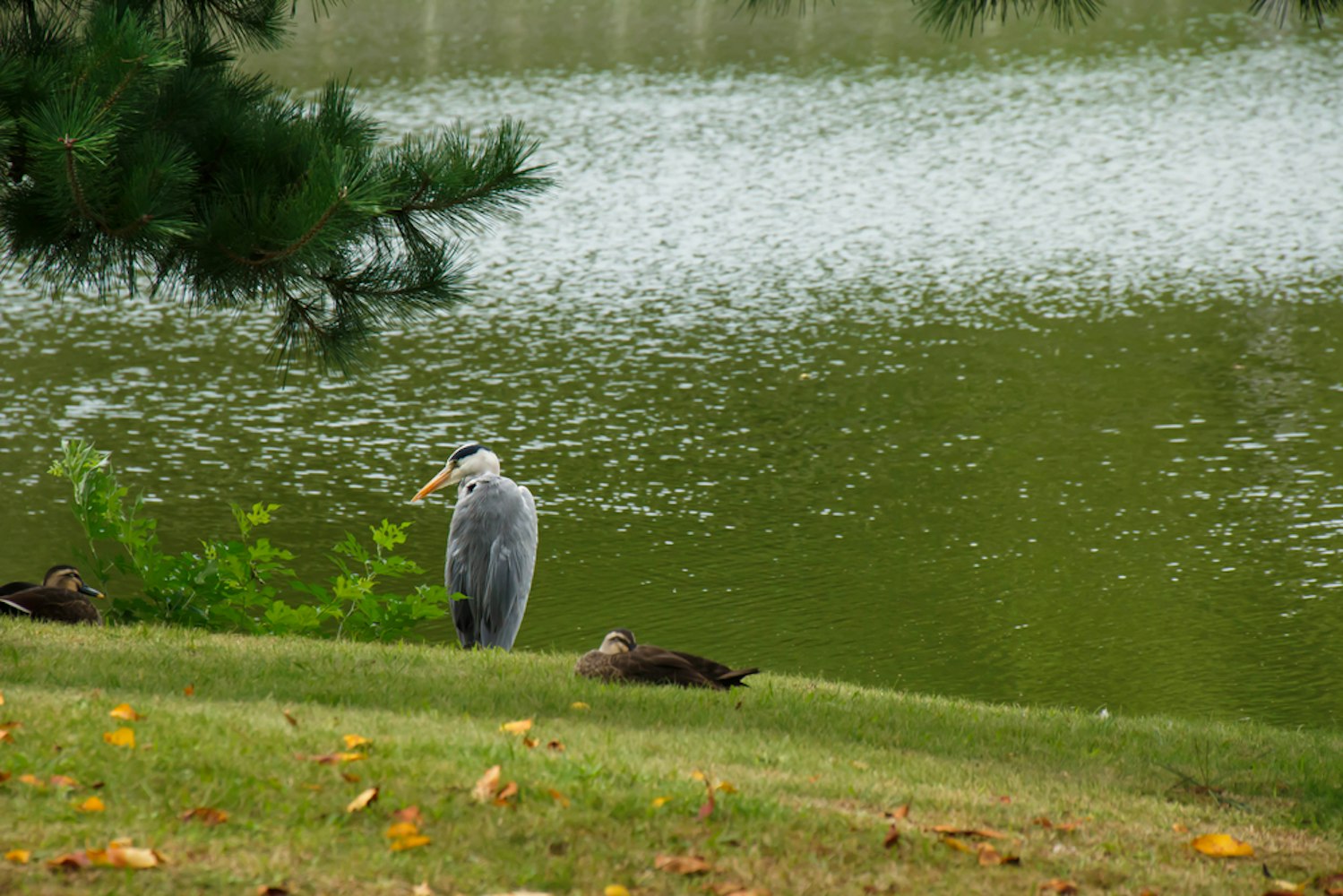 Waterside Bird of Hamarikyu Gardens