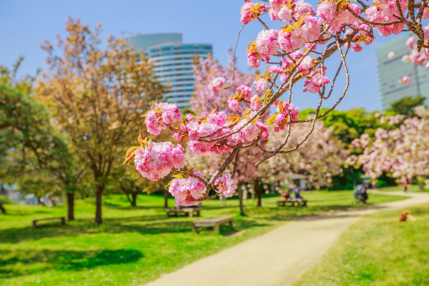 Cherry Blossoms in Spring