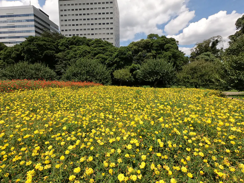 Flower Garden in Hamarikyu Gardens