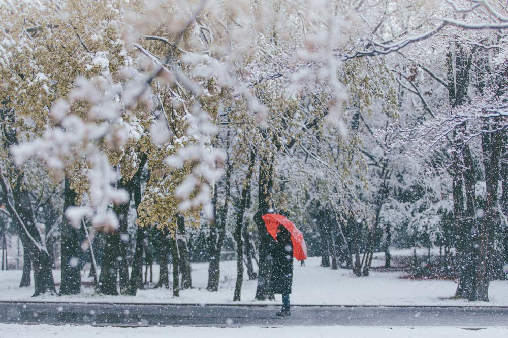 Tokyo in Winter: Best Seasonal Activities and Festivals - Trip To Japan