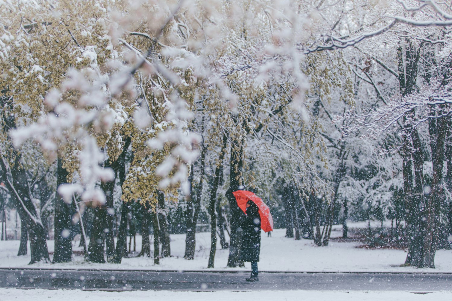 Winter Weather in Tokyo