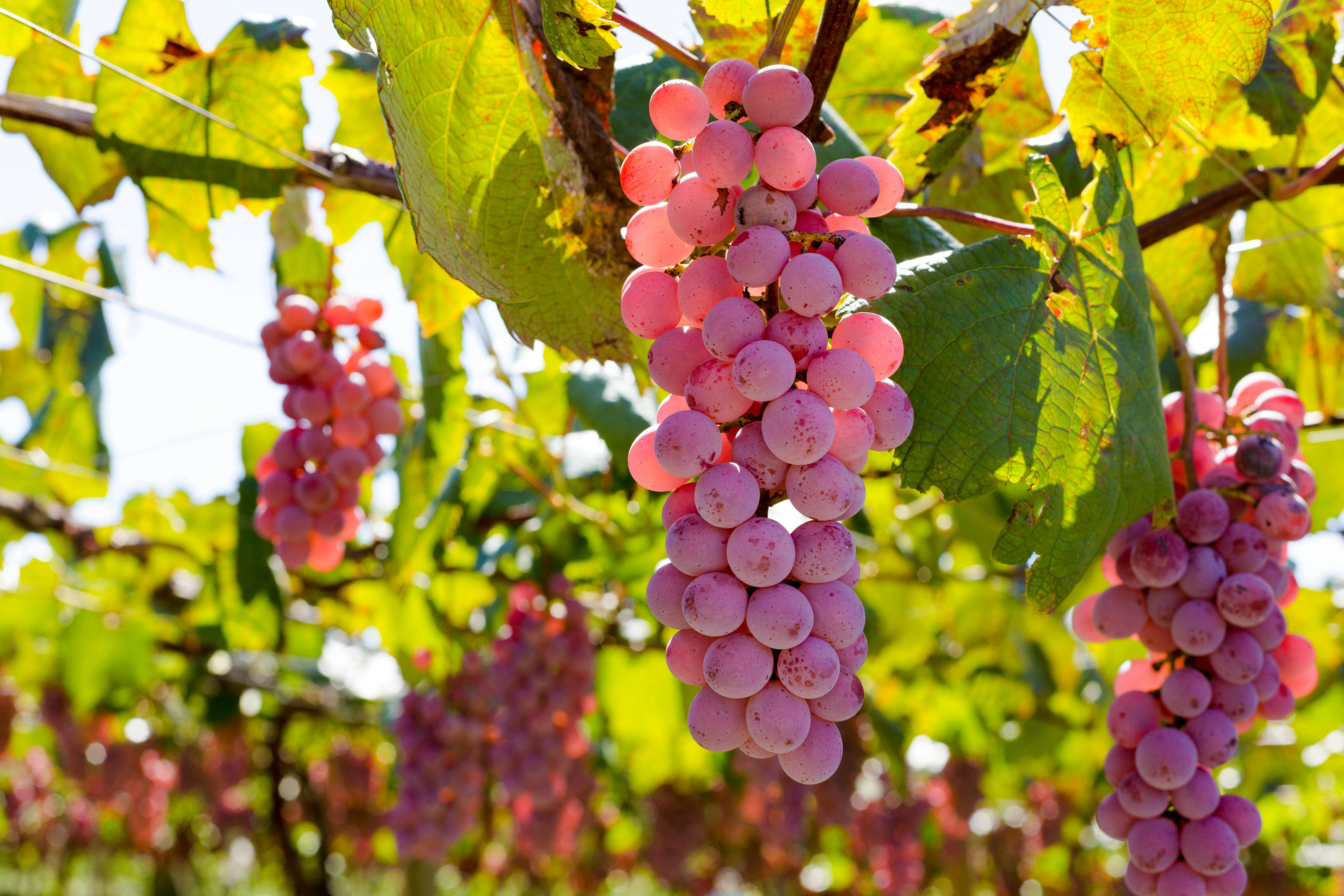 Vineyard