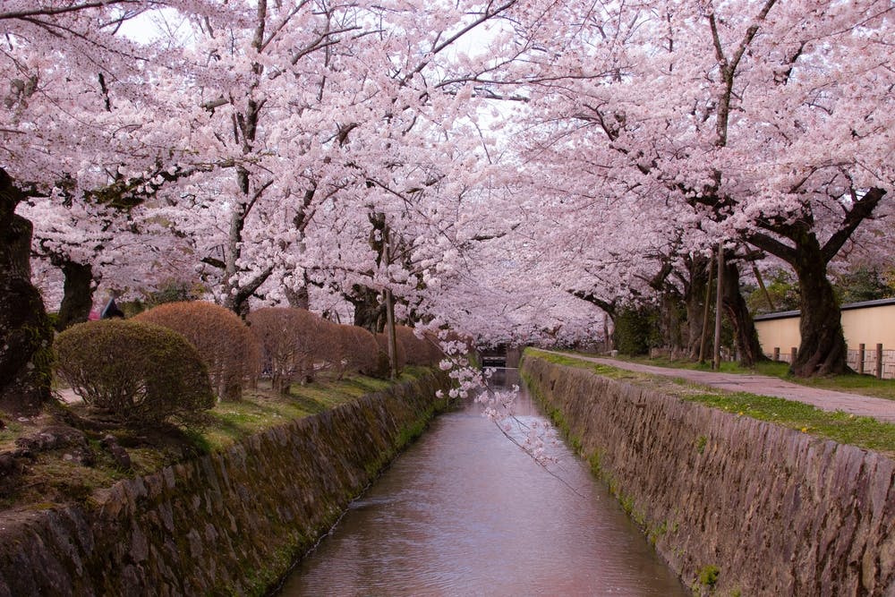 A serene canal is lined with cherry blossom trees in full bloom, their pink petals creating a picturesque canopy. The canal’s stone-lined banks and calm water reflect the tranquil beauty of the scene. Some green bushes are visible on one side of the path.