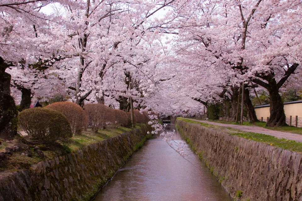 Cherry Blossom at Philosopher’s Path A serene canal is lined with cherry blossom trees in full bloom, their pink petals creating a picturesque canopy. The canal’s stone-lined banks and calm water reflect the tranquil beauty of the scene. Some green bushes are visible on one side of the path.