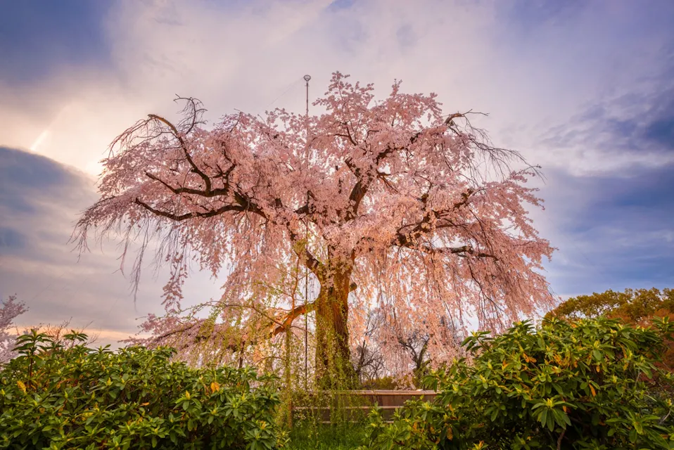 Maruyama Park in Kyoto