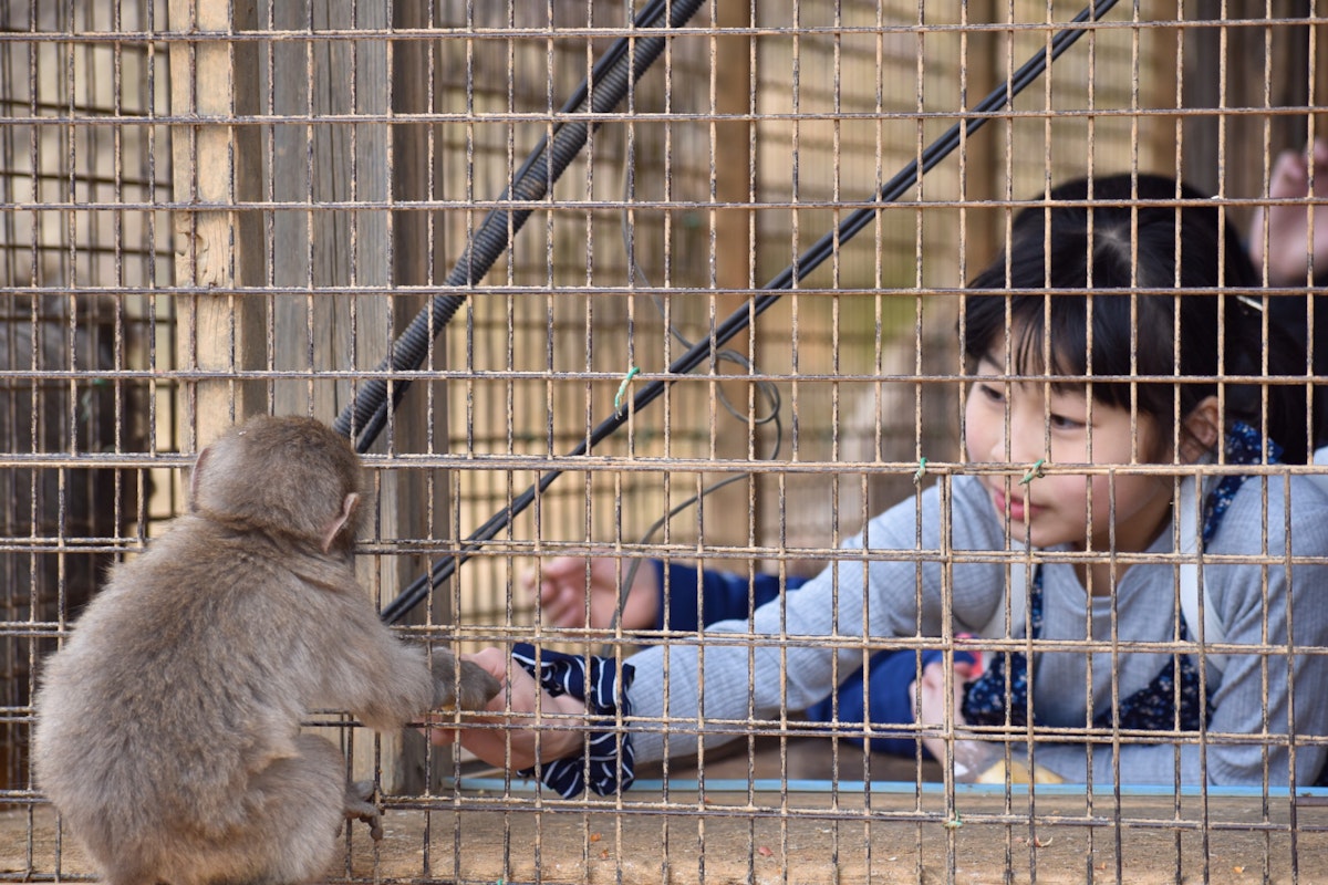 Arashiyama Monkey Park A young girl reaches out to touch hands with a small monkey through the bars of a cage. The girl, inside the enclosure, gently extends her hand while the monkey leans forward, creating a touching moment of connection between them.