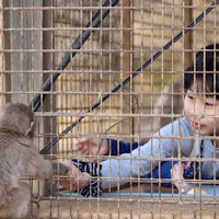 Arashiyama Monkey Park A young girl reaches out to touch hands with a small monkey through the bars of a cage. The girl, inside the enclosure, gently extends her hand while the monkey leans forward, creating a touching moment of connection between them.