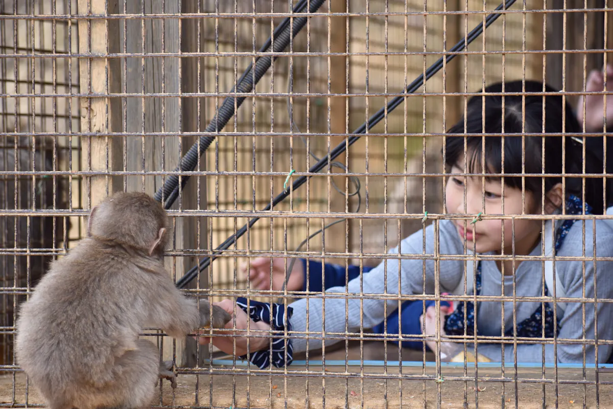 Arashiyama Monkey Park A young girl reaches out to touch hands with a small monkey through the bars of a cage. The girl, inside the enclosure, gently extends her hand while the monkey leans forward, creating a touching moment of connection between them.