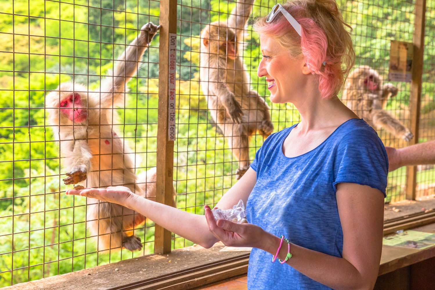 Tourist Enjoys Interaction With Macaca Fuscata Monkey