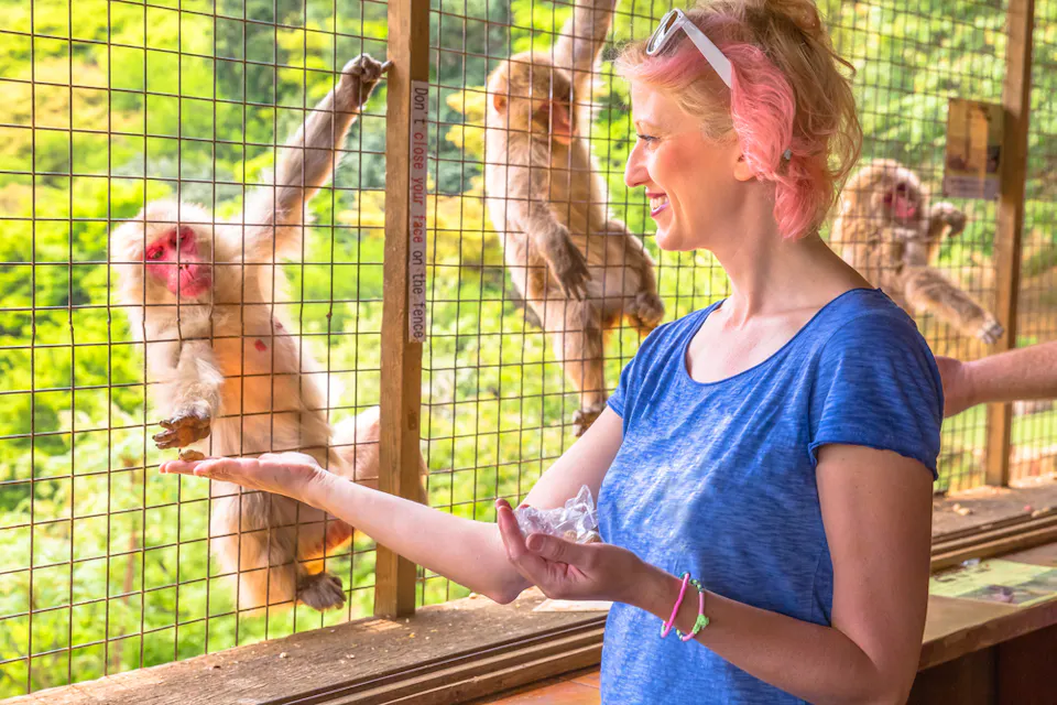 Tourist Enjoys Interaction With Macaca Fuscata Monkey A woman with pink hair and wearing a blue shirt feeds a monkey through a wire fence. The monkey reaches out, while other monkeys are visible in the background. The setting appears to be an outdoor monkey enclosure surrounded by greenery.
