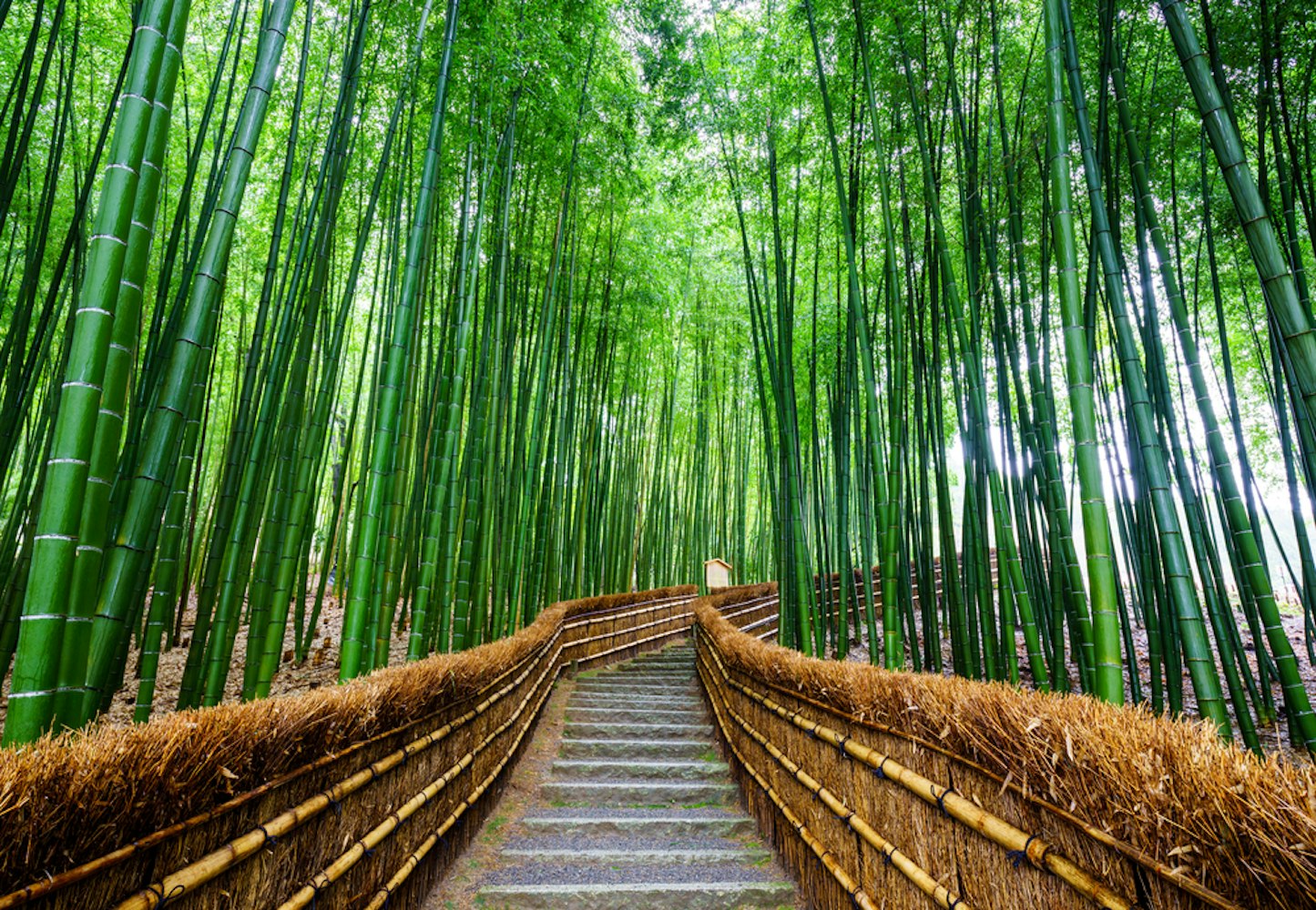Path to Bamboo Forest