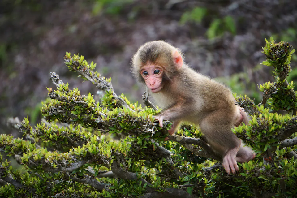 Baby Japanese Macaque Climbing on Branches A baby monkey with soft brown fur and large eyes sits on a branch surrounded by green foliage. The monkey appears to be balancing carefully, looking intently ahead, with a natural, forested background.