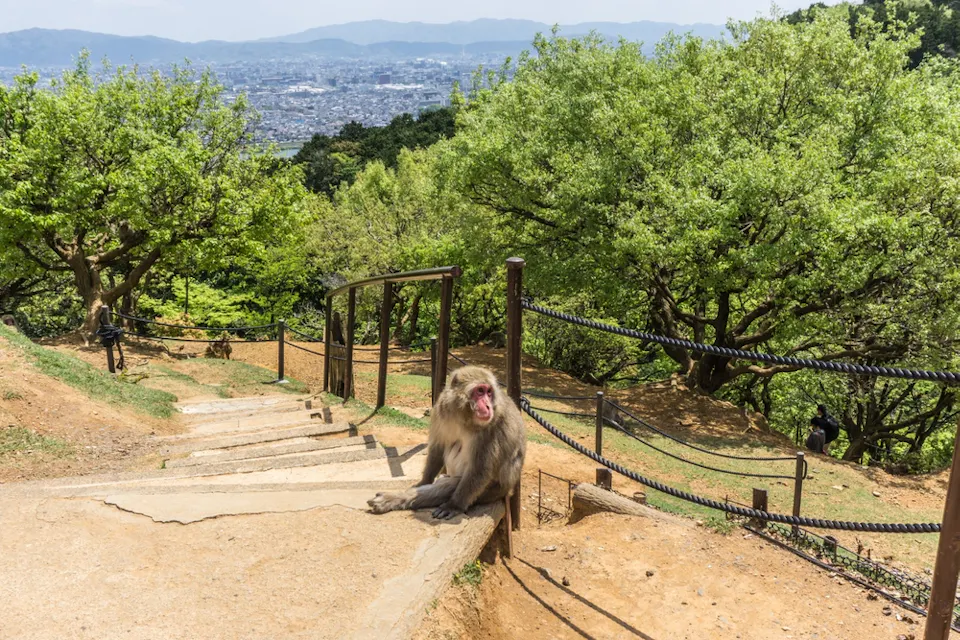 Arashiyama Town in Kyoto Prefecture A monkey sits on a walkway with wooden steps and railings, overlooking a scenic landscape with lush green trees and a distant city view under a clear sky.