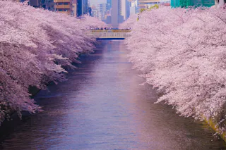 Cherry blossom trees in full bloom line both sides of a river in a city, with buildings and a bridge in the background. The water reflects the pink blossoms, creating a scenic and peaceful springtime view.