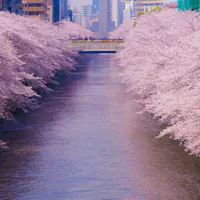 Meguro River Cherry blossoms lining the Meguro River in Nakameguro