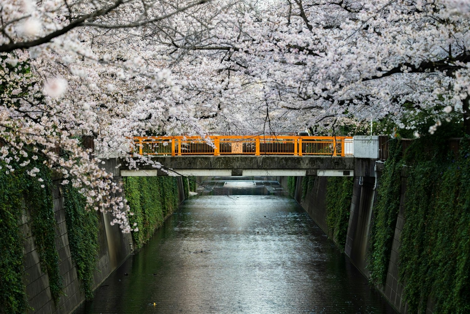 Meguro River